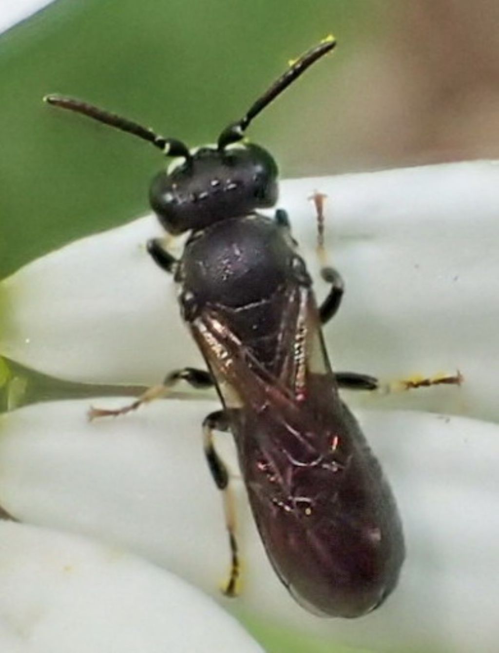 Apoidea sp? Hylaeus sp.